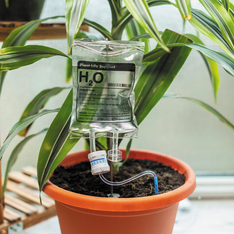 Plant Life Support Houseplant Watering Device