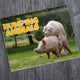 Humping Animals 2025 Calendar (PRE-ORDER)