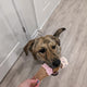 ICE CREAM PLUSH DOG TOY