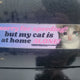 Sorry for Speeding but My Cat is at Home Alone Bumper Sticker