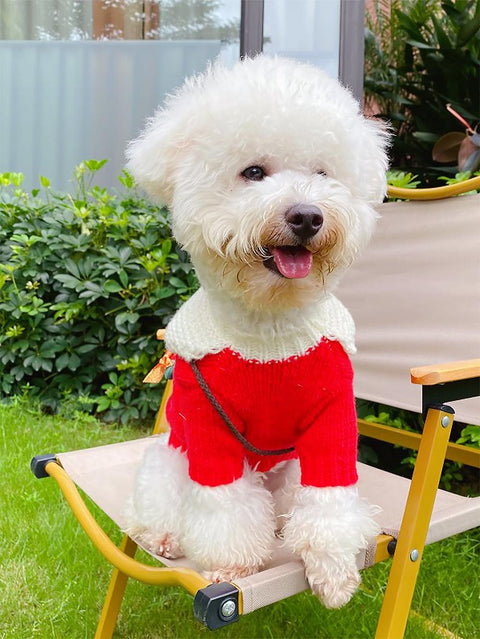 Pet Collared Christmas Sweater | NCS