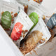 Purely Sprouted Gift Box-