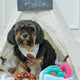 DONUTS INTERACTIVE DOG TOY