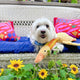 DUCK NECK INTERACTIVE DOG TOY