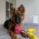 KETTLEBELL TUG ROPE INTERACTIVE TOY