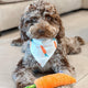 CARROT TUG ROPE INTERACTIVE DOG TOY