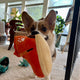 SNEAKERS SHOE INTERACTIVE DOG TOY