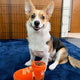 SNEAKERS SHOE INTERACTIVE DOG TOY