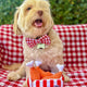 PAWTY FRIED CHICKEN INTERACTIVE SNUFFLE MAT DOG TOY