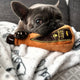 1996 TEQUILA PLUSH DOG TOY