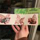 Possum Fairy Die Cut Stickers 3 -Pack