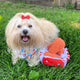 PAWTY FRIED CHICKEN INTERACTIVE SNUFFLE MAT DOG TOY