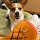 MEAT STICK PLUSH DOG TOY