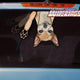 Bella the Chihuahua Waving WiperTags